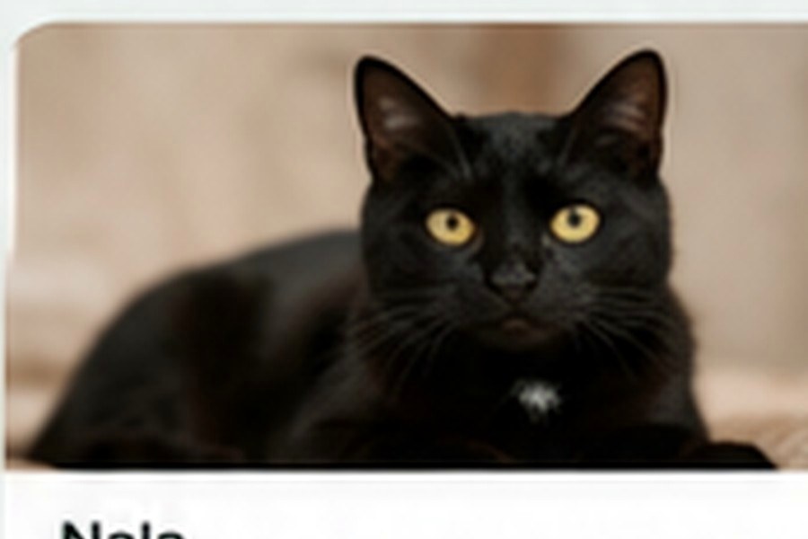 Oliver en adopción
