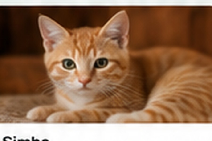 Tom en adopción